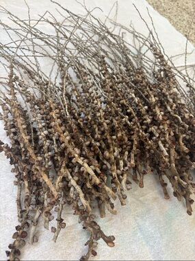 Bundle of Natural Dried Seeded Branch Stems - Brown (1)